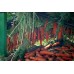 OHAKUNE CARROTS  750 Gram Bag